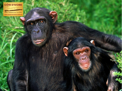 cote-ivoire-6-singes